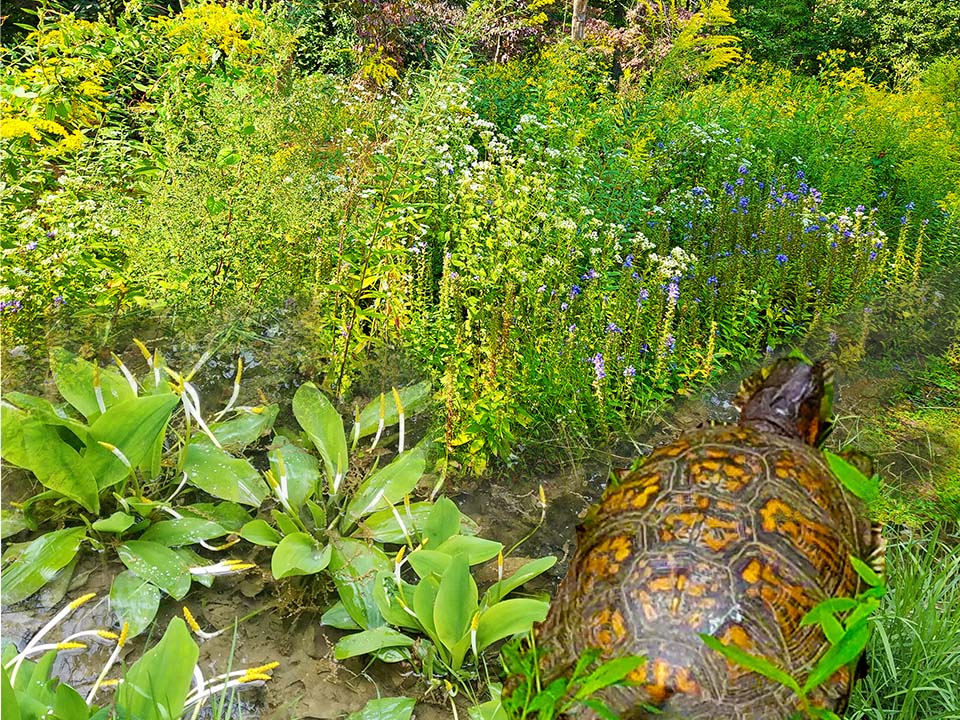 brown & yellow box turtle in lower right with native wetland and meadow plants in hues of green surrounding